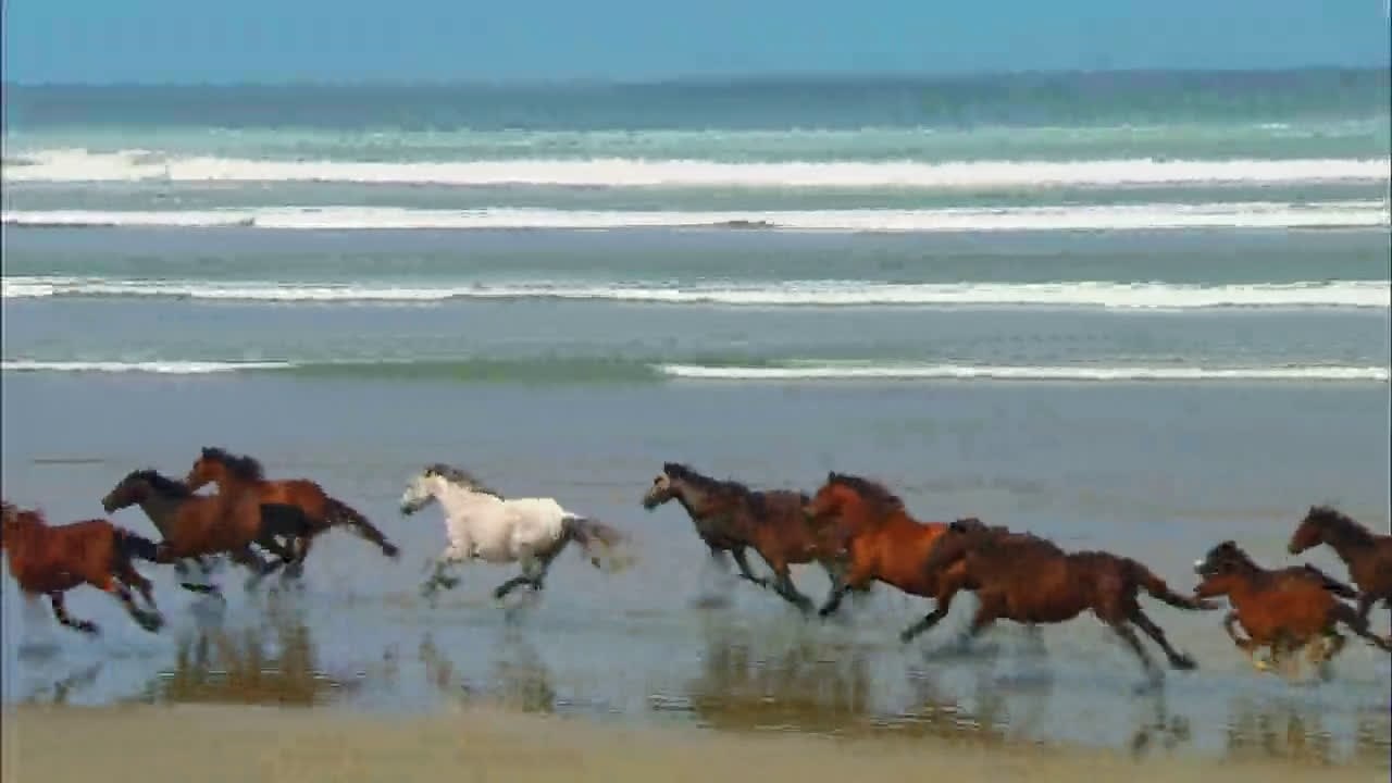 Wildlife-HD