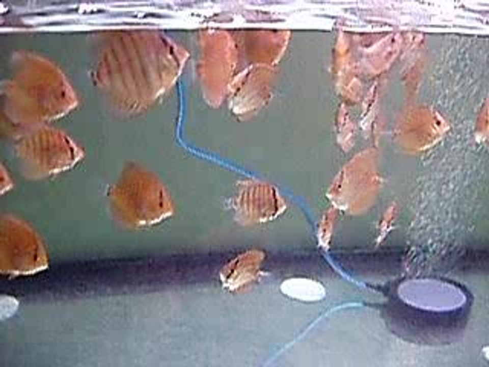 BB DISCUS 2 MOIS