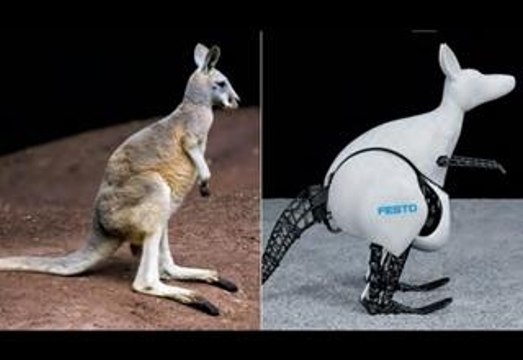 Robotic Kangaroo Hops And Moves Like The Real Thing