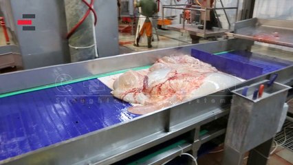 Evisceration (İşkembe Çıkarma) CEMSAN