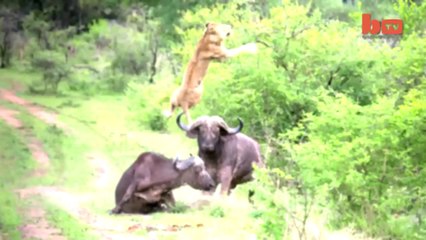 Flying Lion - Buffalo Launches Predator Into The Air