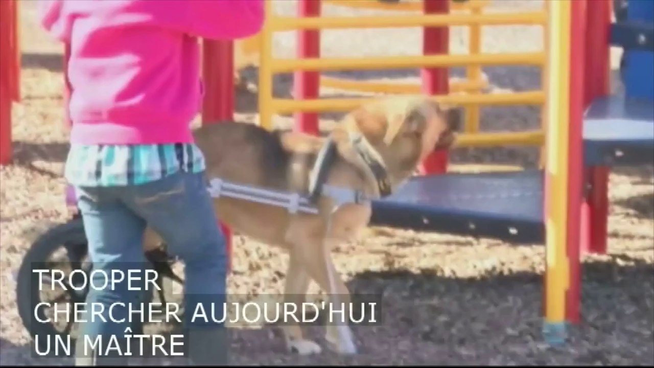 Un chien des rues monté sur roues