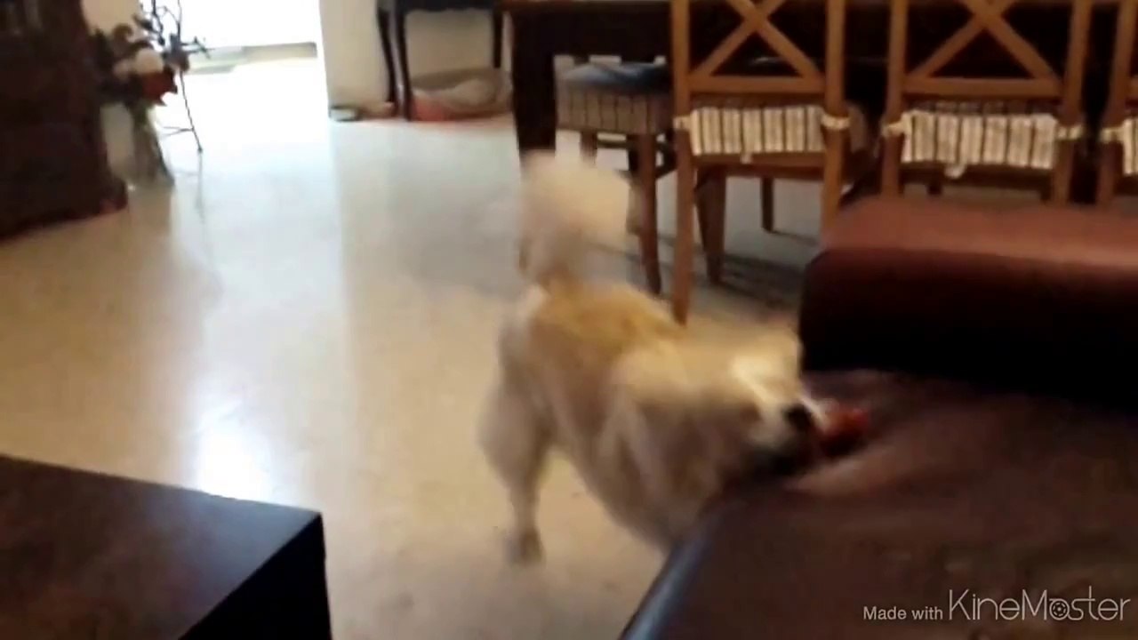Superdog Slow motion Fail : Dog trying to fly like superman