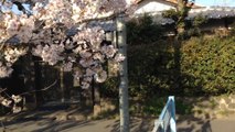 玉串川（八尾市）沿いの桜