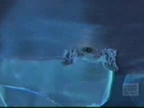 Pub Coca Cola Polar Bear