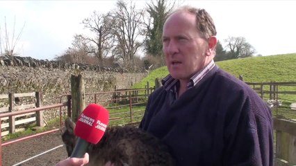 Half Goat, Half Sheep : a new animal is born!