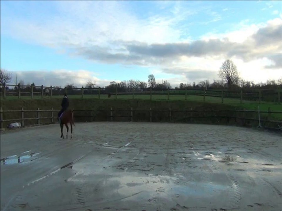 kashmir travail à pied et monté en licol avec une rêne