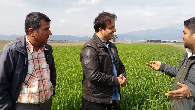 Buğday - Aydın Işıklı - İbrahim Şimşek - Buğday Gübresi, Buğday yetiştiriciliği