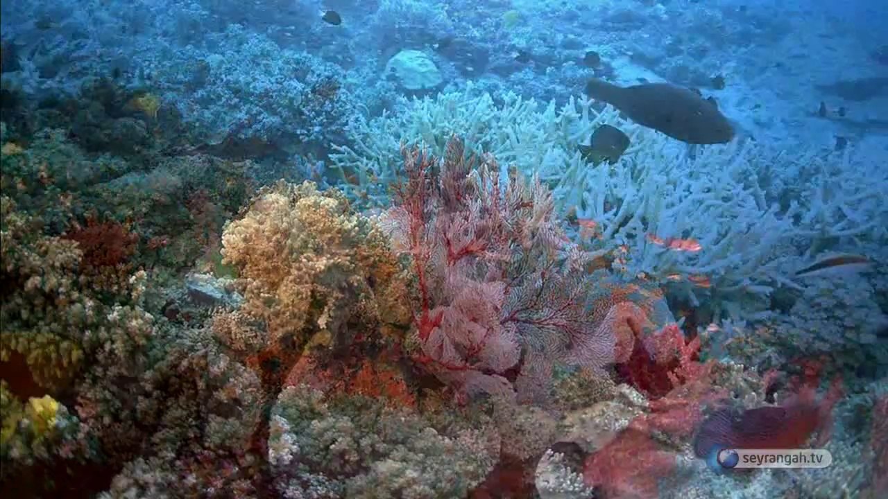 14- Denge delili (Yaratılış Delilleri)