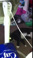 A Meowing Conversation with my Cats!