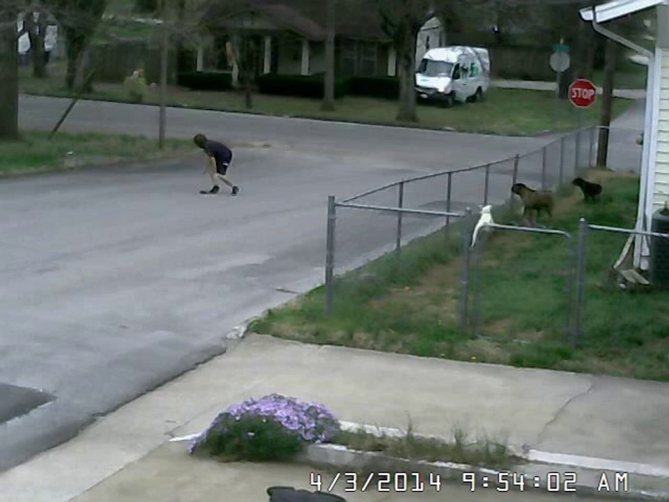 Dogs watch as FedEx driver looses his job chasing his truck rolling downhill