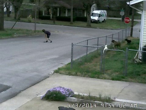 Dogs watch as FedEx driver looses his job chasing his truck rolling downhill