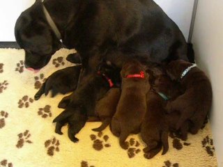 3 semaines Labrador Vidéo 4