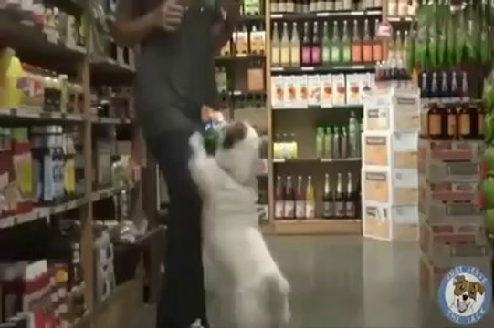 Excellent Training to a Dog