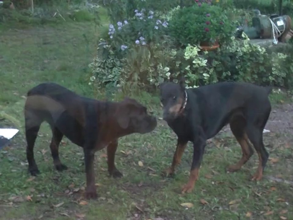 octobre 2013 Hamorée et briska