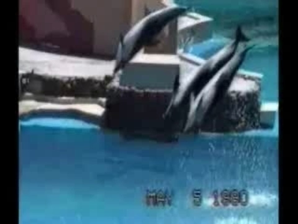 dauphin vs oiseau