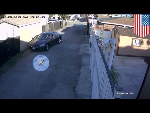 Man runs over dog with car deliberately [CENSORED VERSION]