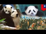 Panda cub makes debut at Taipei zoo in Taiwan