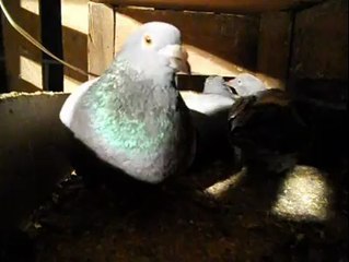 Dogan Polat 2014 Gök posta yavru bakışı Şanlıurfa