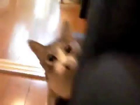 Ce chat est un véritable espion. Il va vous faire mourir de rire