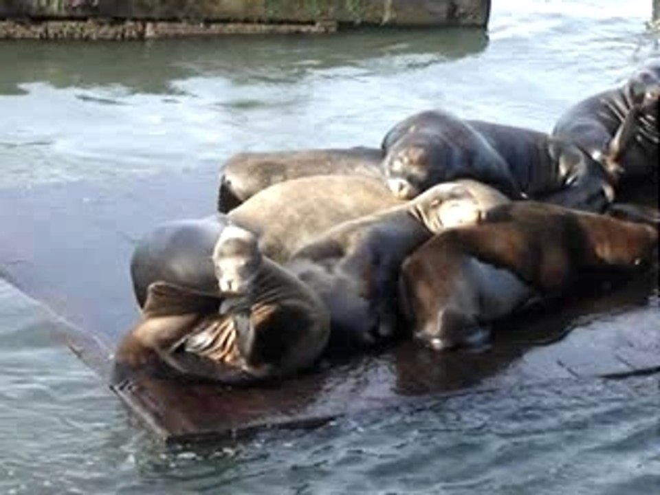 phoques a san francisco