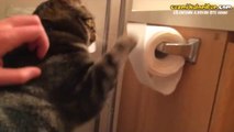 Tuvalet Kağıdını Önce Dağıtıp Sonra Toparlayan Kedi