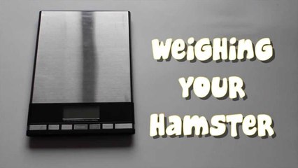 WEIGHING YOUR HAMSTER