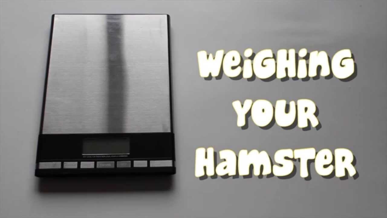 WEIGHING YOUR HAMSTER