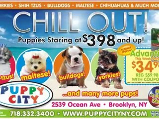 very funny These Pets Fall Asleep Anywhere!