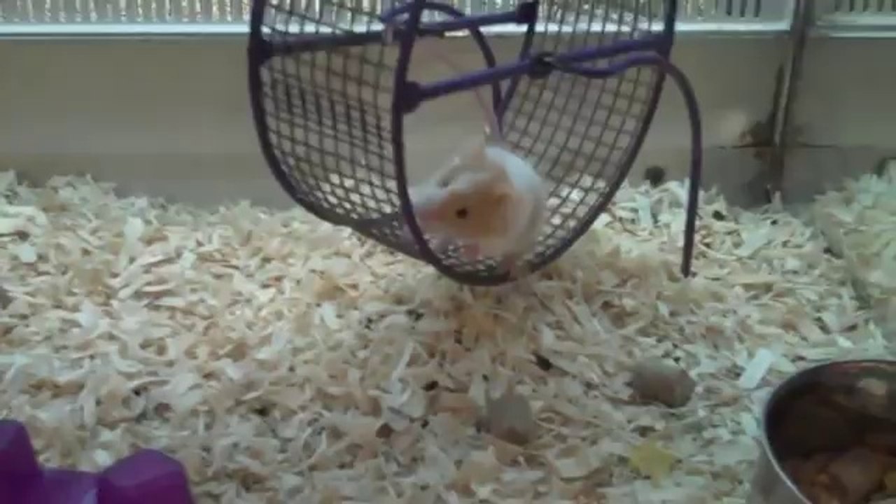 very funny Running Mouse