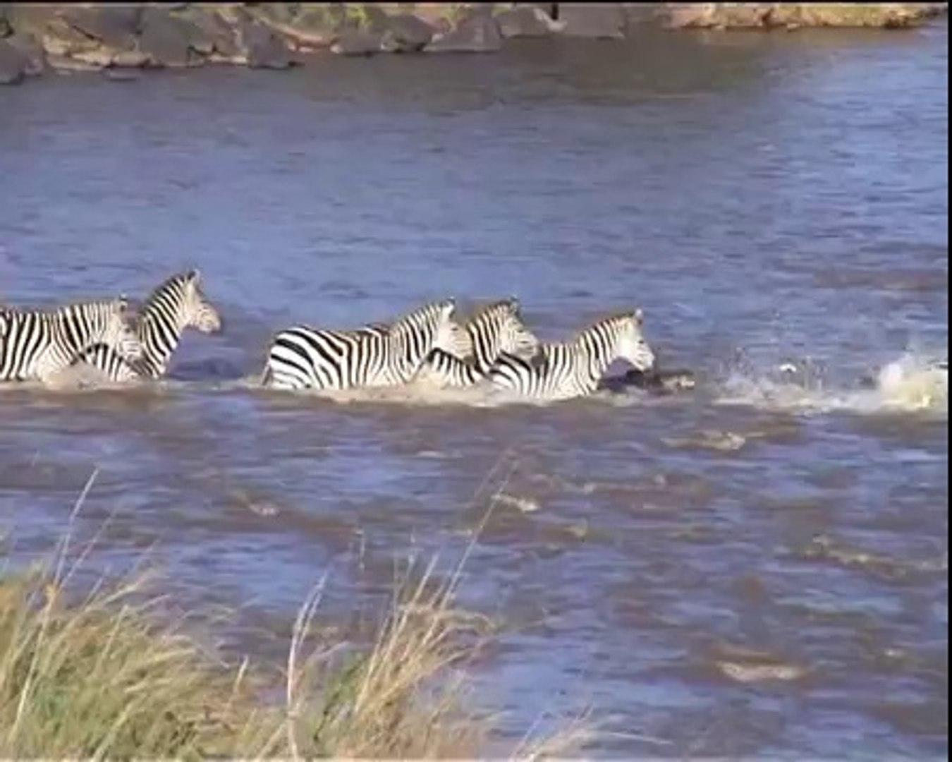 ⁣Animal duel,crocodile vs zebra fight to death documentary