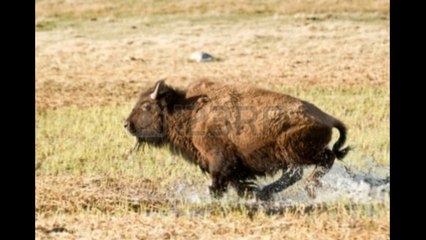 YellowStone NOW A  HERD OF ELK IS SPRINTING AWAY
