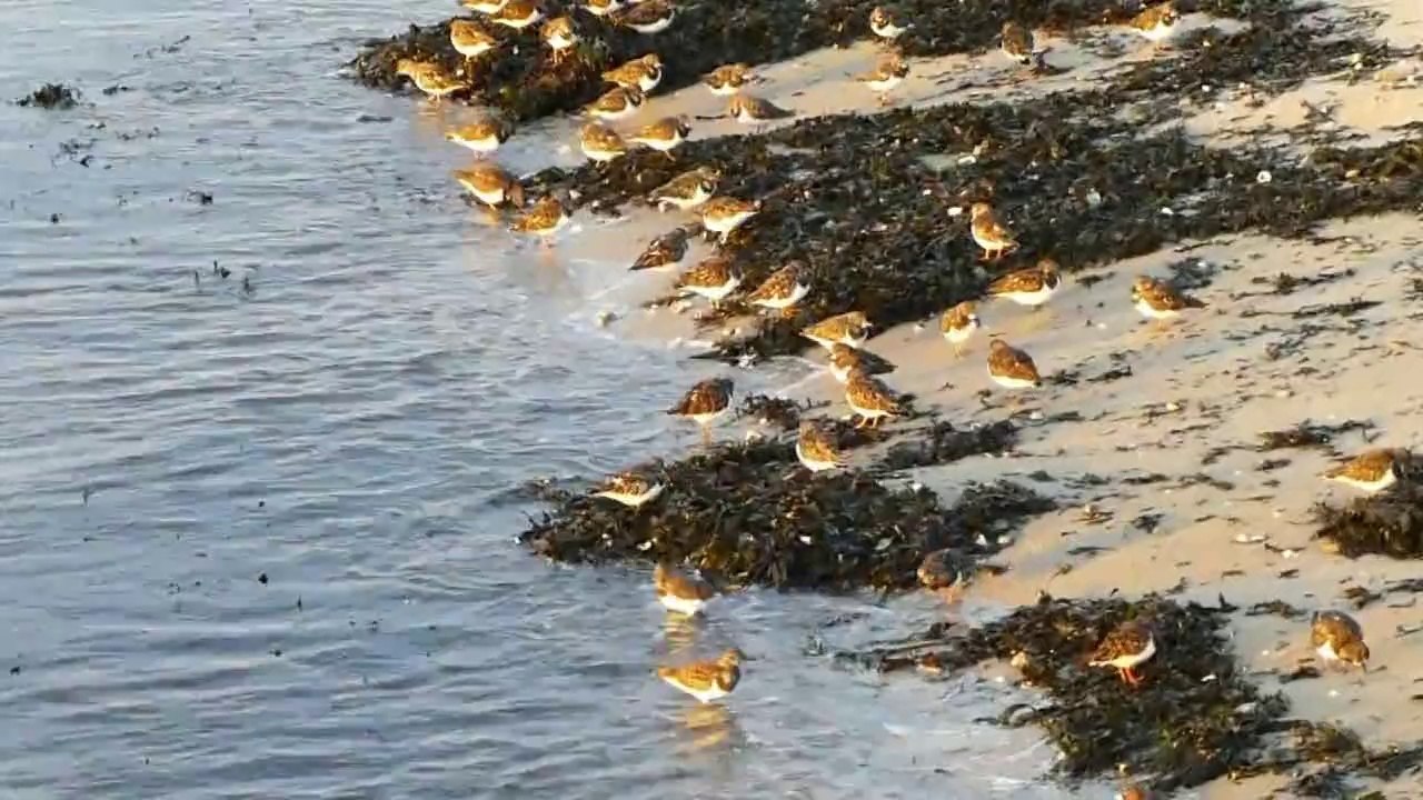 empêcheurs de picorer en rond