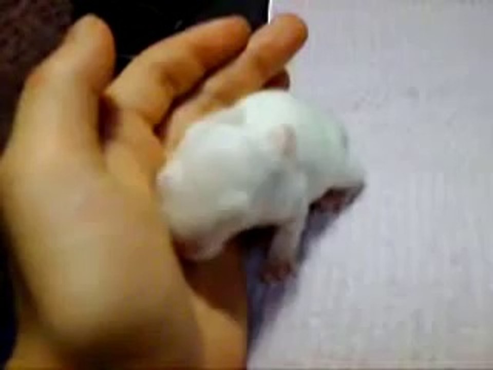 funney animals new One week old Bunny
