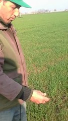 Buğday,Tire karateke köyü nuran alaylı