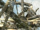 Après des années de travaux, le zoo de Vincennes va rouvrir ses portes - 06/04