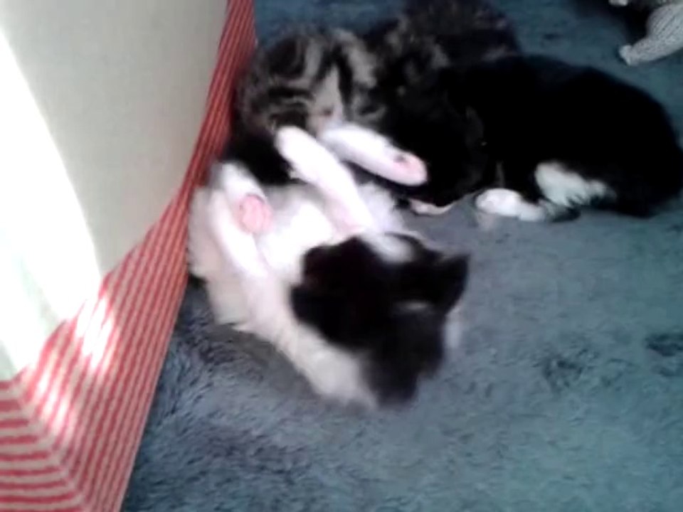 ChatonsLuna/Drago 20 jours - la "vache" joue