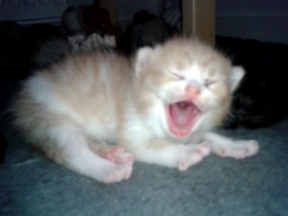 Chatons Luna/Drago 20 jours - le roux baille