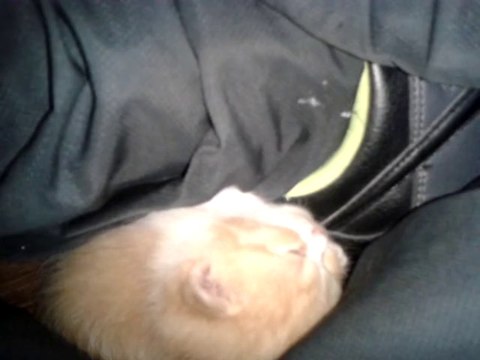 Chatons Luna/Drago 20 jours - jouent et réclament calins