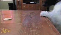 Un chien débile essai de choper un truc sur une table... Pas facile!