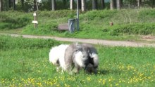 Nyborg Denmark before Euro OES show-2010