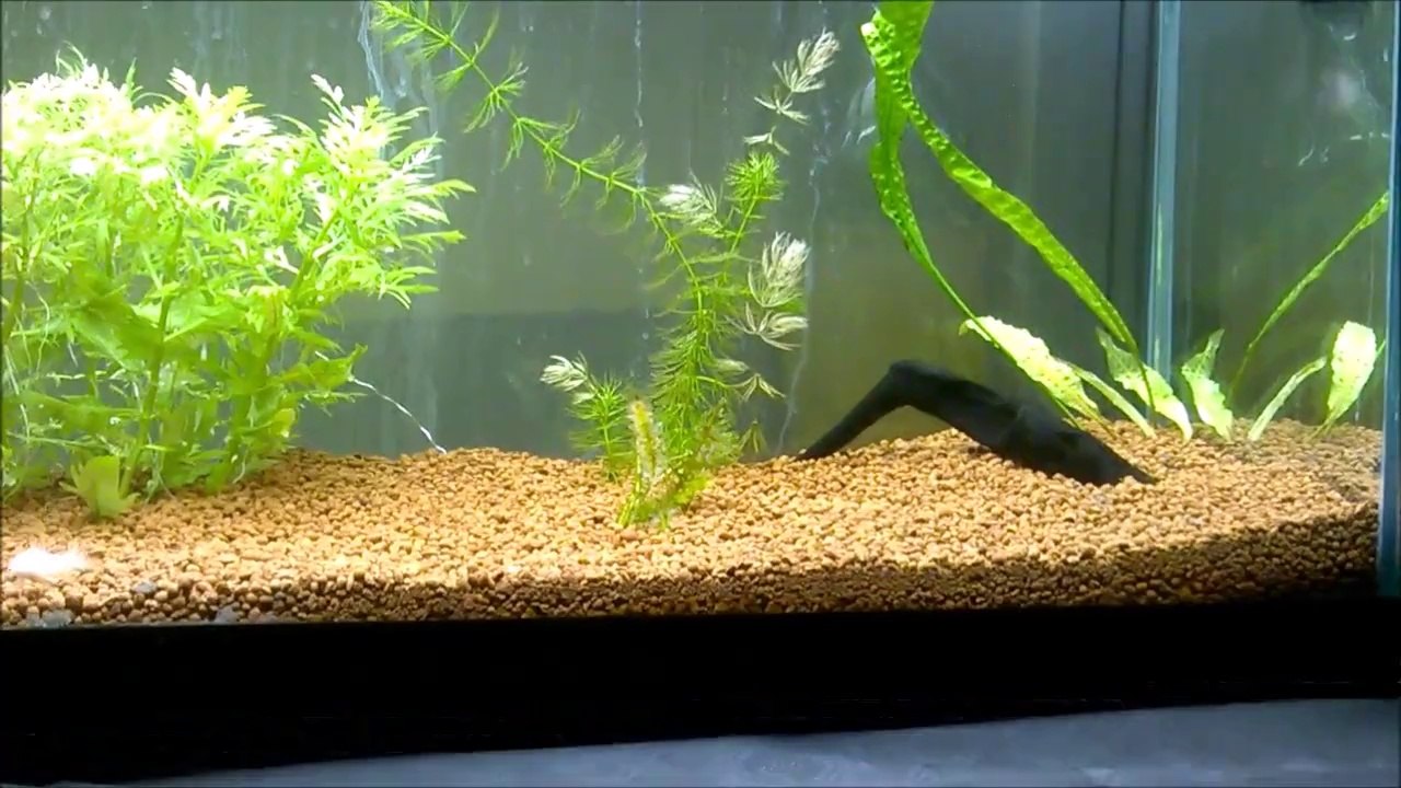 Bitkili akvaryumum