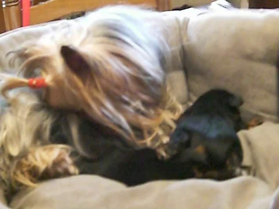 HAPPY GIRL et ses chiots