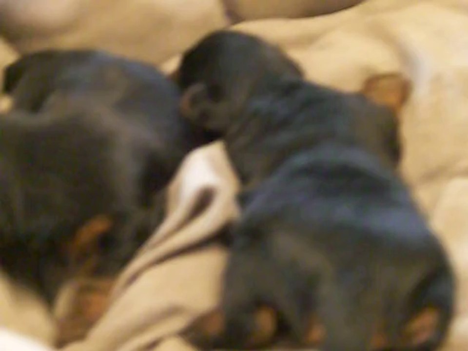 Les deux bébés de HAPPY GIRL