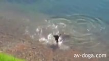 Balık Ördeği Yutuyor - İnanılmaz Olay