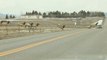 Massive Herd Of Elk Crossing Over Fence In Montana Has A Surprise Ending