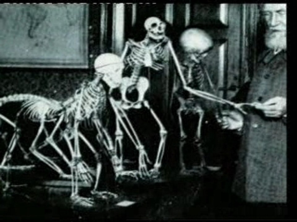 Les désastres du darwinisme