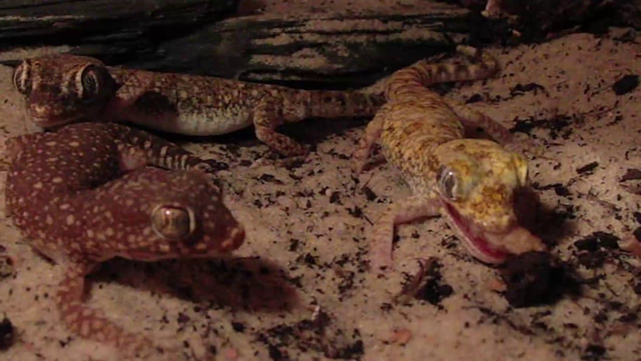 Lizard lunch (super slow mo) CC-BY NatureClip