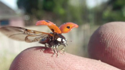 Ladybird opening wings (super slow motion) CC-BY NatureClip