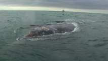 Initiative saves Eastern Pacific Gray Whale